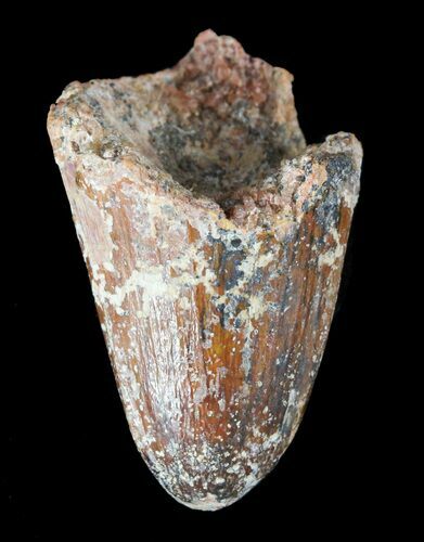 Cretaceous Fossil Crocodile (Elosuchus) Tooth - Morocco #49085